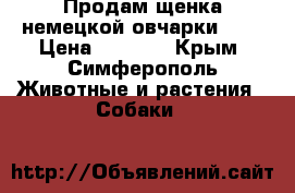 Продам щенка немецкой овчарки!!!! › Цена ­ 5 000 - Крым, Симферополь Животные и растения » Собаки   